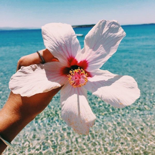 мальдивы франжипани