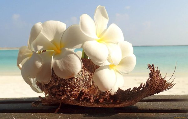 плюмерия франжипани