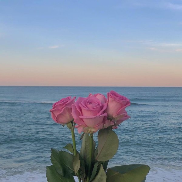 роза розовая