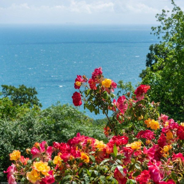 никитский ботанический сад в крыму