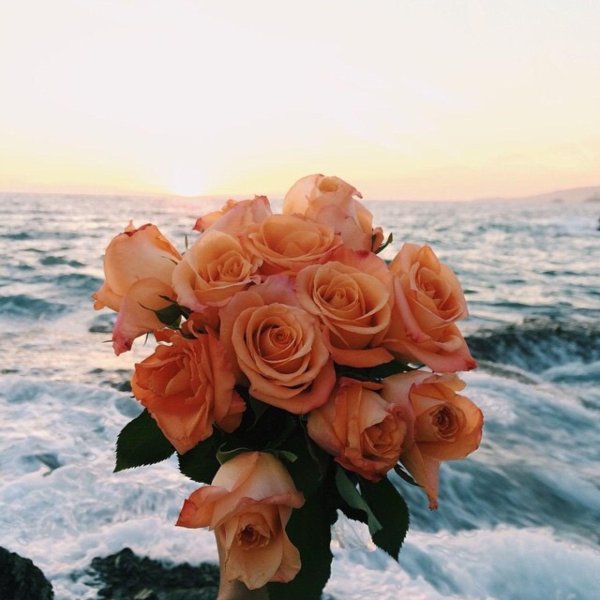 роза персиковая