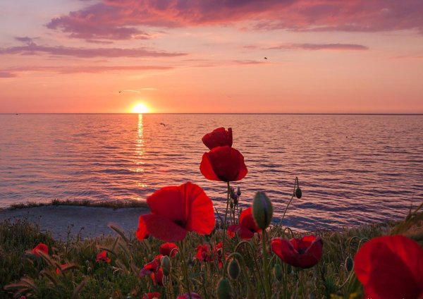 маковые поля херсонес