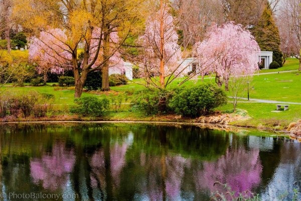 бруклинский ботанический сад ньюйорк сакура