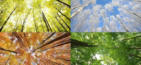 дерево осеннее