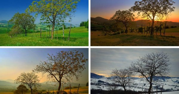 дерево природа