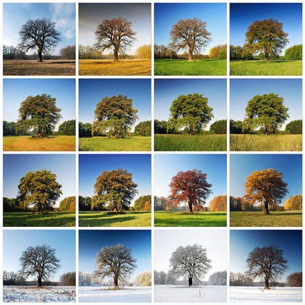 дерево летом и осенью