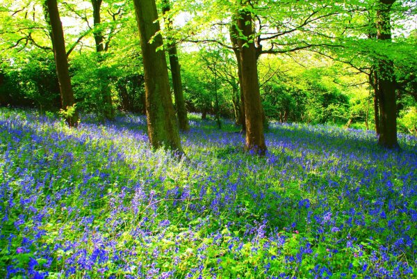 beautiful bluebells