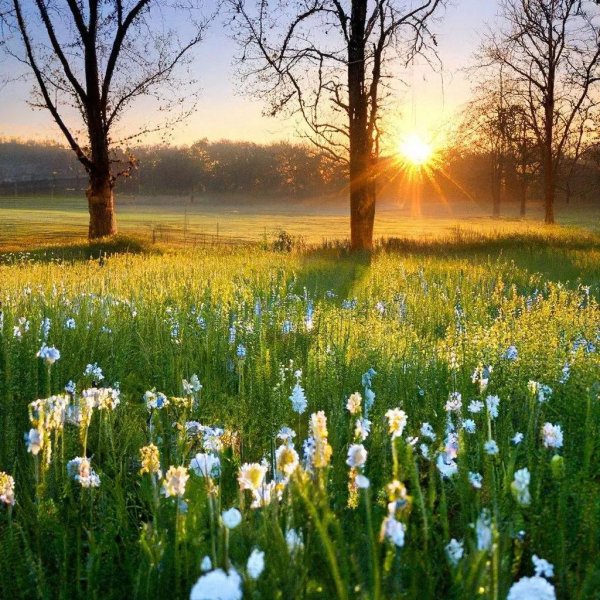 солнечная поляна с цветами