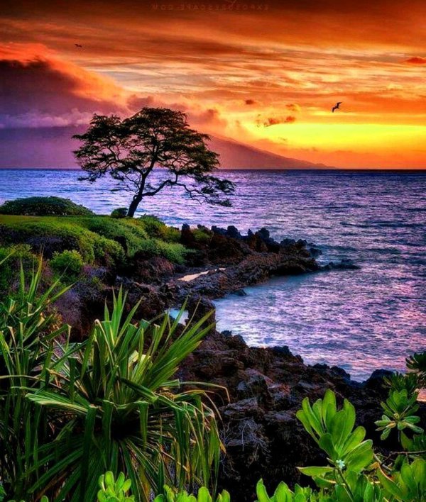 остров гавайи