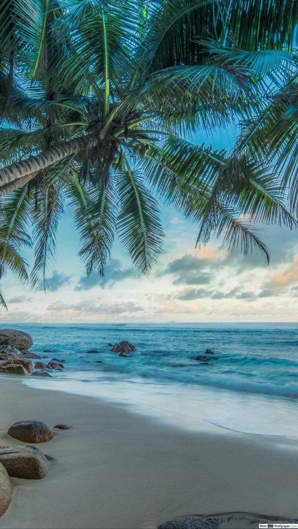 парадиз остров карибского моря