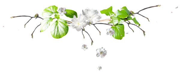 весенние веточки