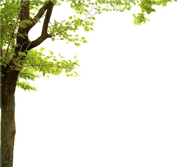 ветка дерева