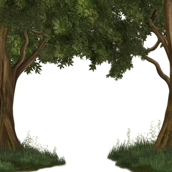 деревья для фотошопа без фона