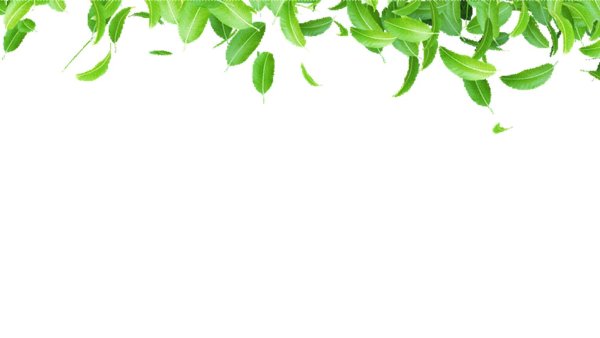 зеленые листья на белом фоне