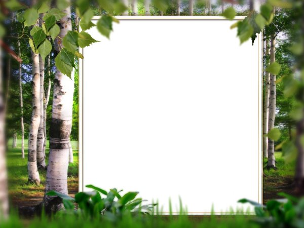 рамка березка
