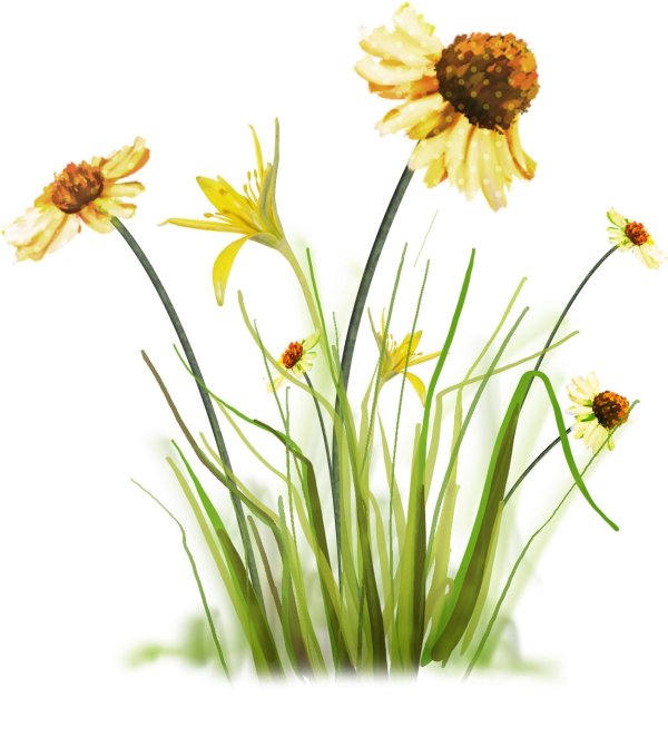 растение на прозрачном фоне