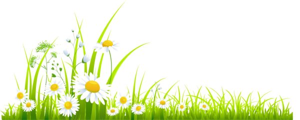 фон ромашки для детского сада