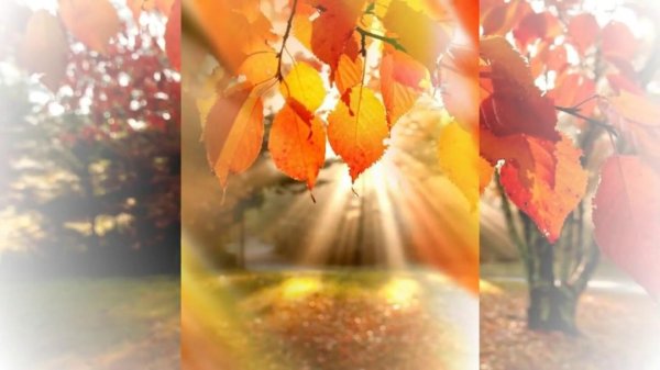 прозрачное солнце осени