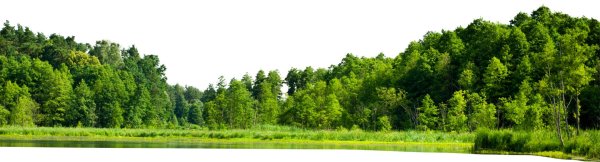 лес без фона