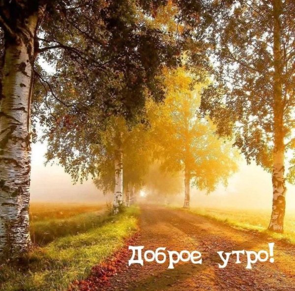 доброе утро листопад солнце