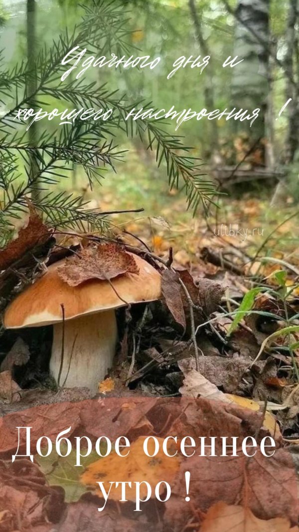 гриб в лесу