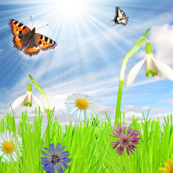 летняя фантазия