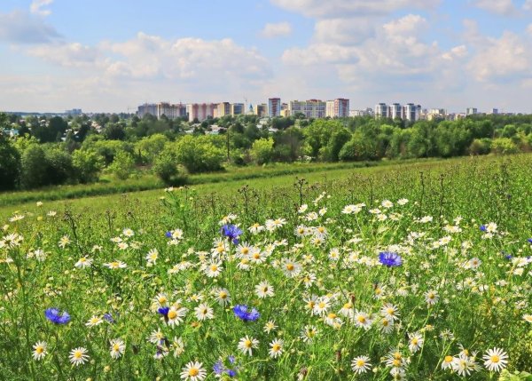 ромашко васильковое поле