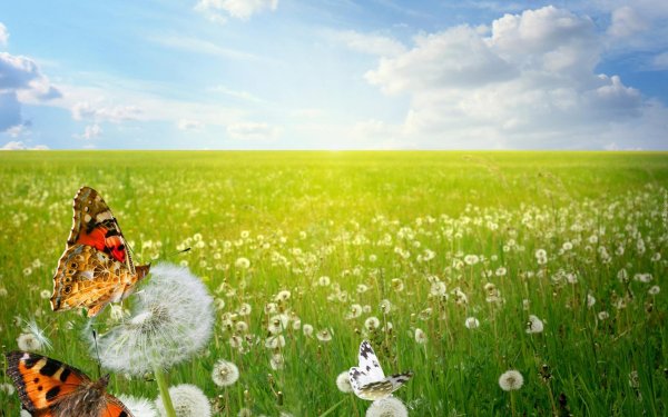 бабочки на лугу