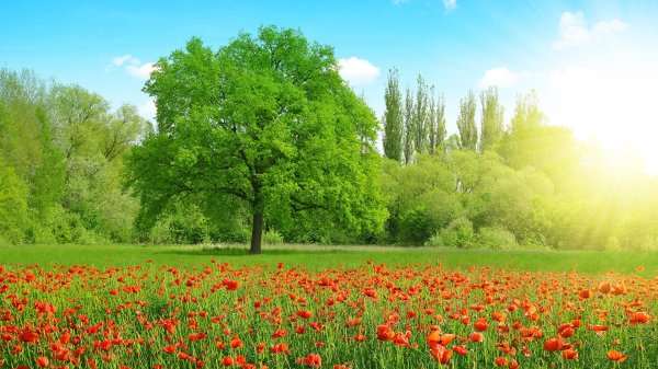 природа летняя