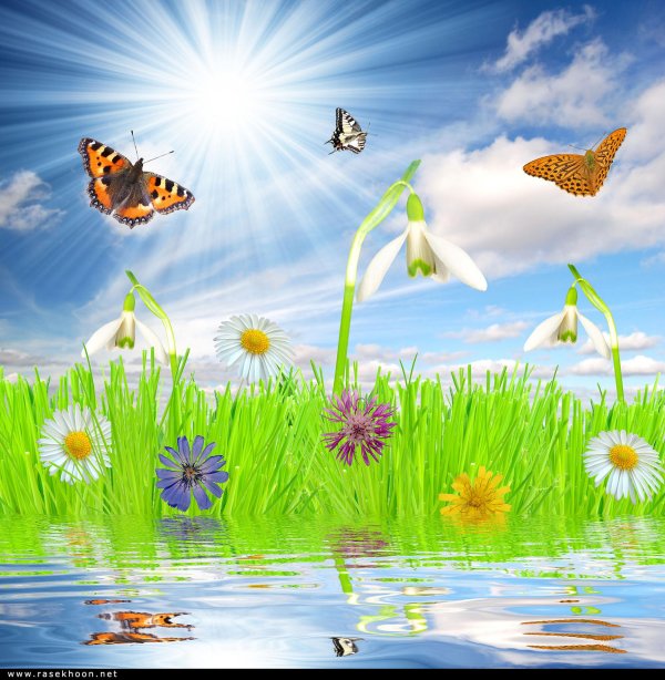 бабочки летают над лугом