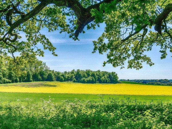 летняя природа