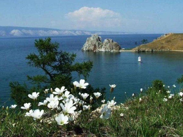 багульник на байкале