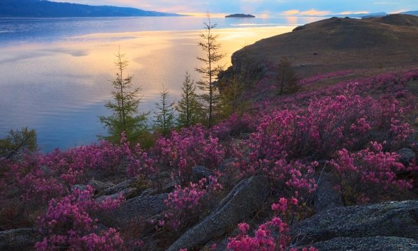 растительный мир байкала багульник