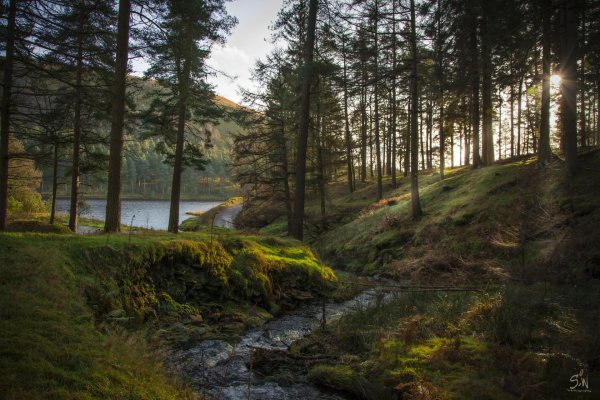 сосновый бор озеро