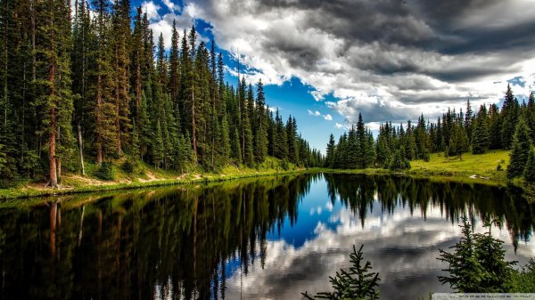 лесное озеро forest lake