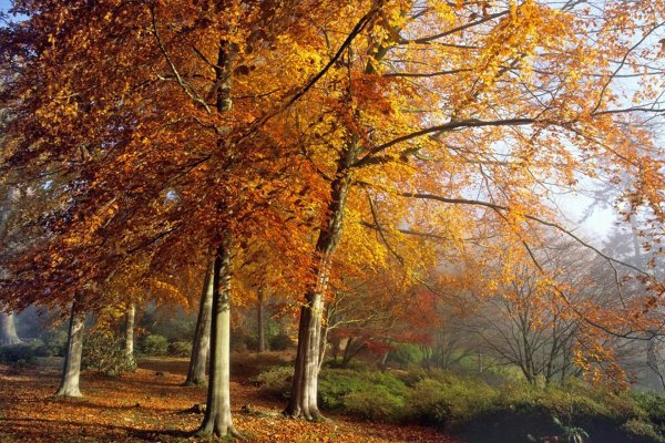 осенне дерево