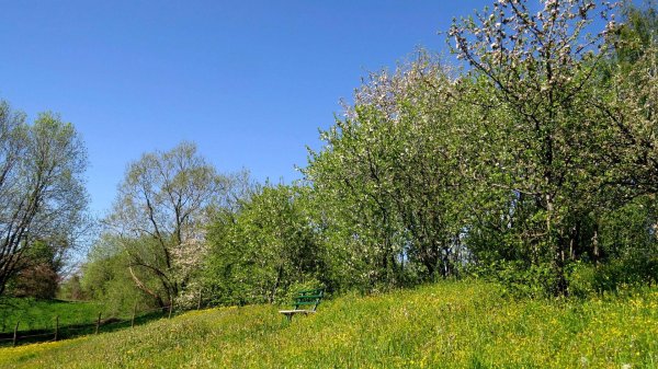 коломенское музейзаповедник яблоневый сад