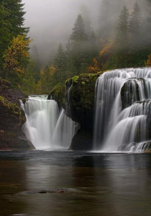 национальный заповедник гиффорд пинчот сша