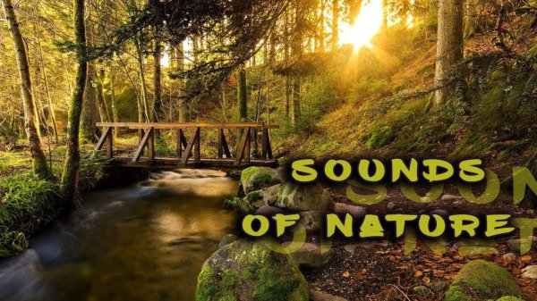 sound of nature forest
