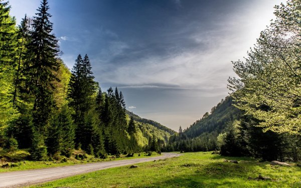 пейзажи лес