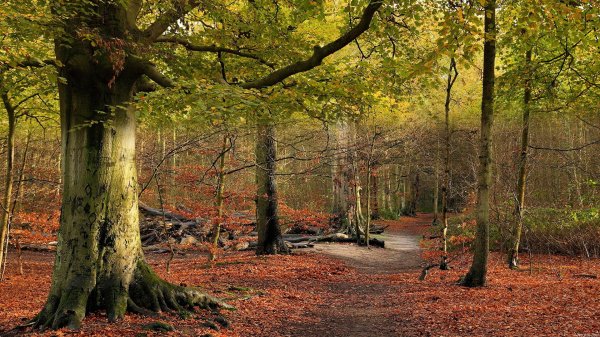 Природа слайд шоу из