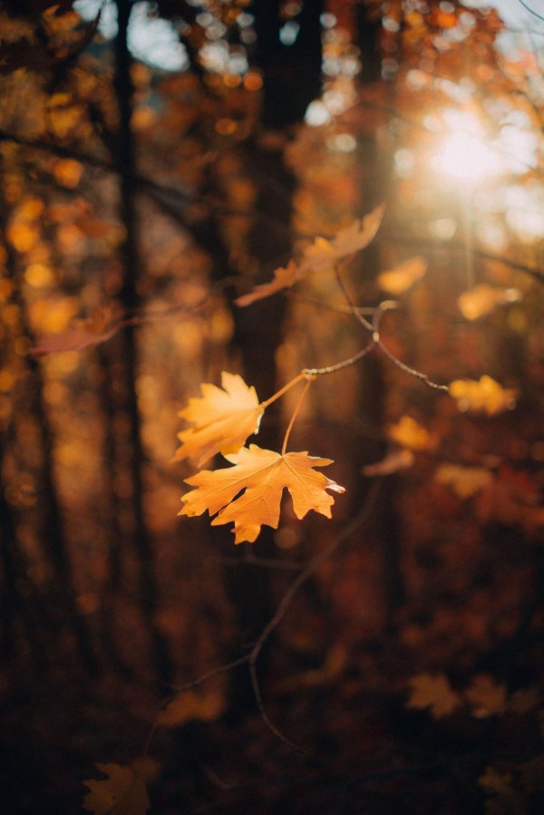 осеннее солнце