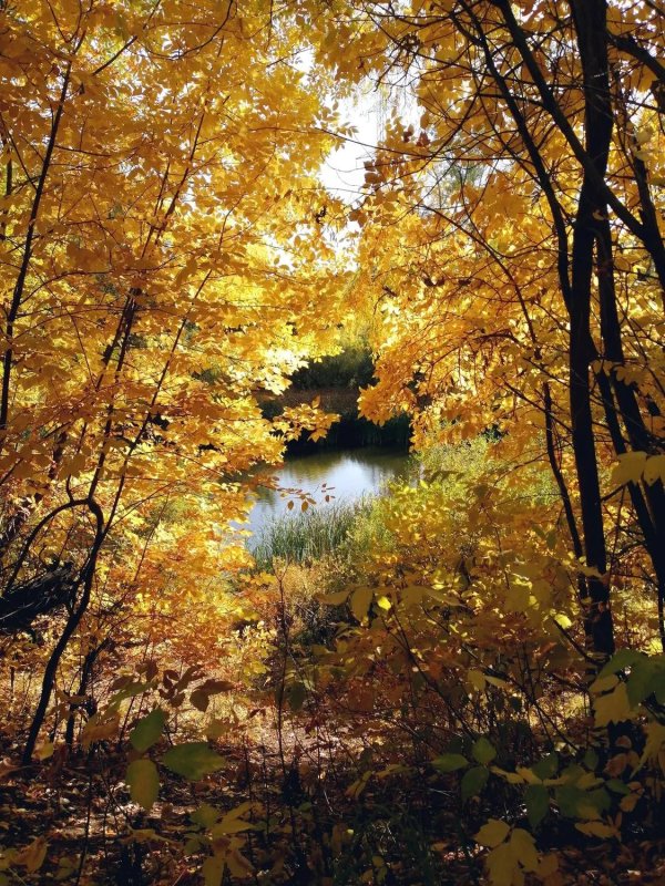 осенние пейзажи