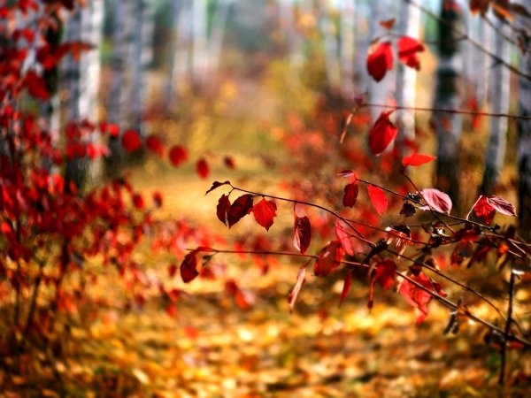 природа осенняя