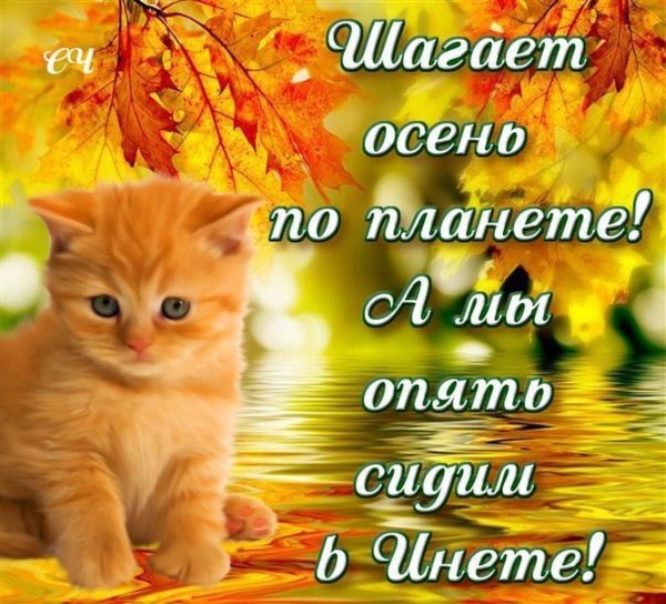осенний привет рыжий кот