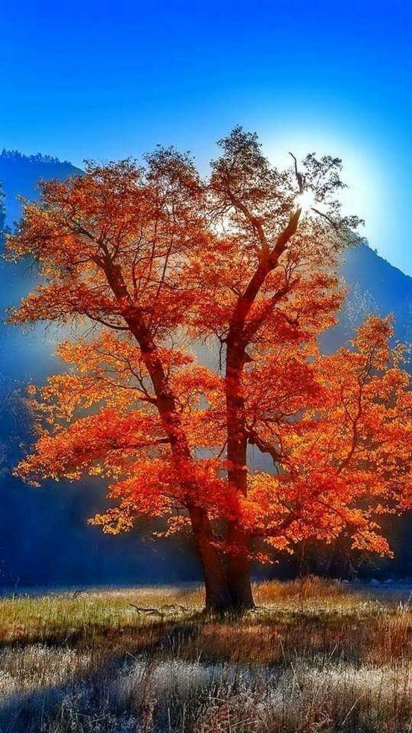 дерево осеннее