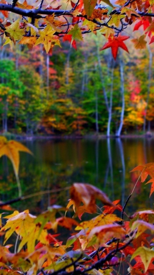 осенние обои