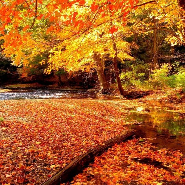 природа осени