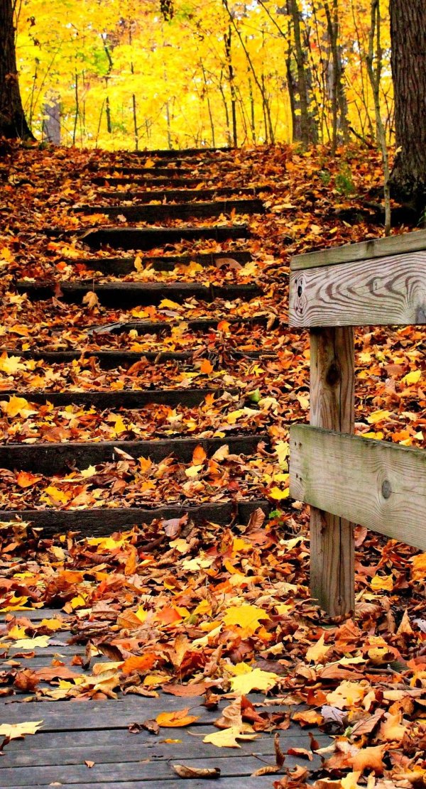 осенние фотографии