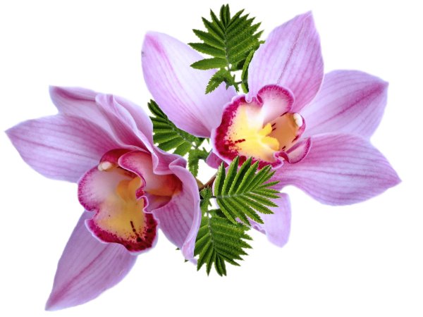 цимбидиум орхидея